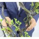 Ветки увядающей лозы 2508