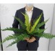 Папоротник 2250